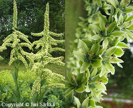 Jttiprskjuuri, Veratrum californicum
